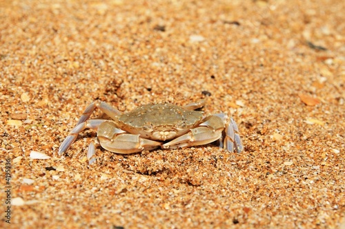 little crab on sand