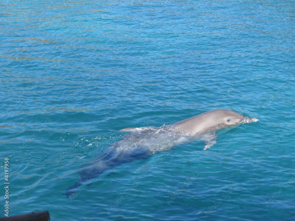 Delfines en Cancun Delfines en Cancun