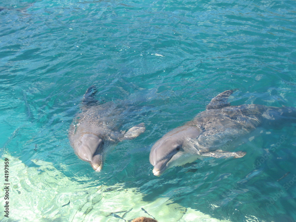 Obraz premium Delfines en Cancun
