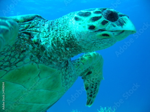 Canvas Print Tortuga Primer Plano azul