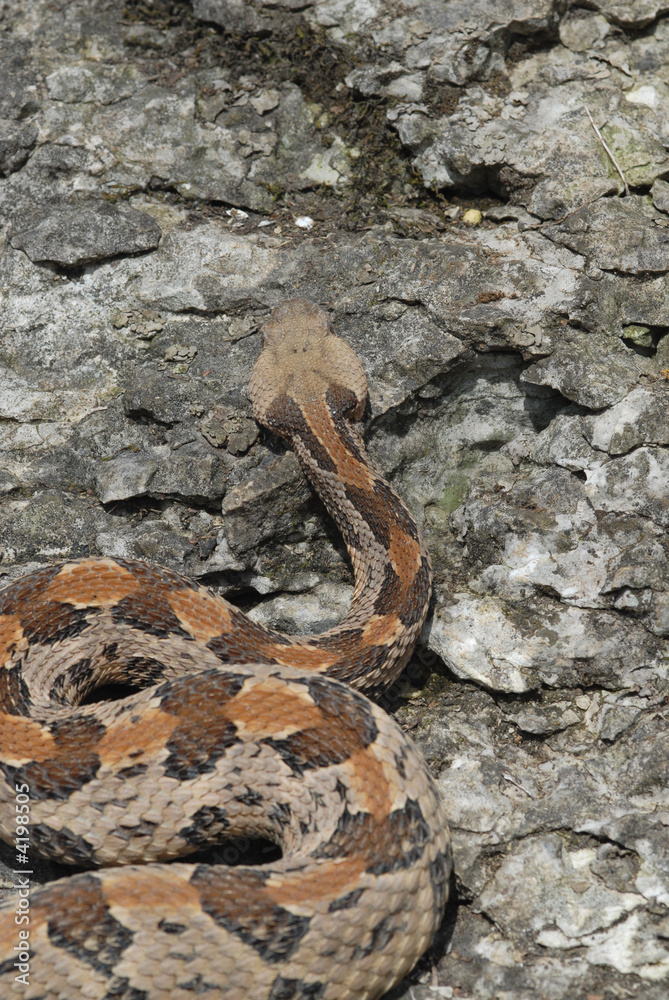 Fototapeta premium Timber Rattlesnake