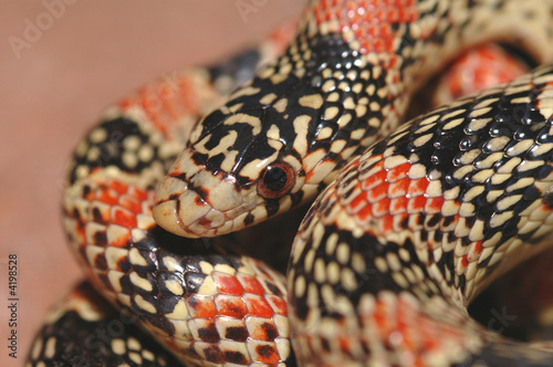 Longnose Snake Macro