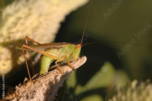 Katydid