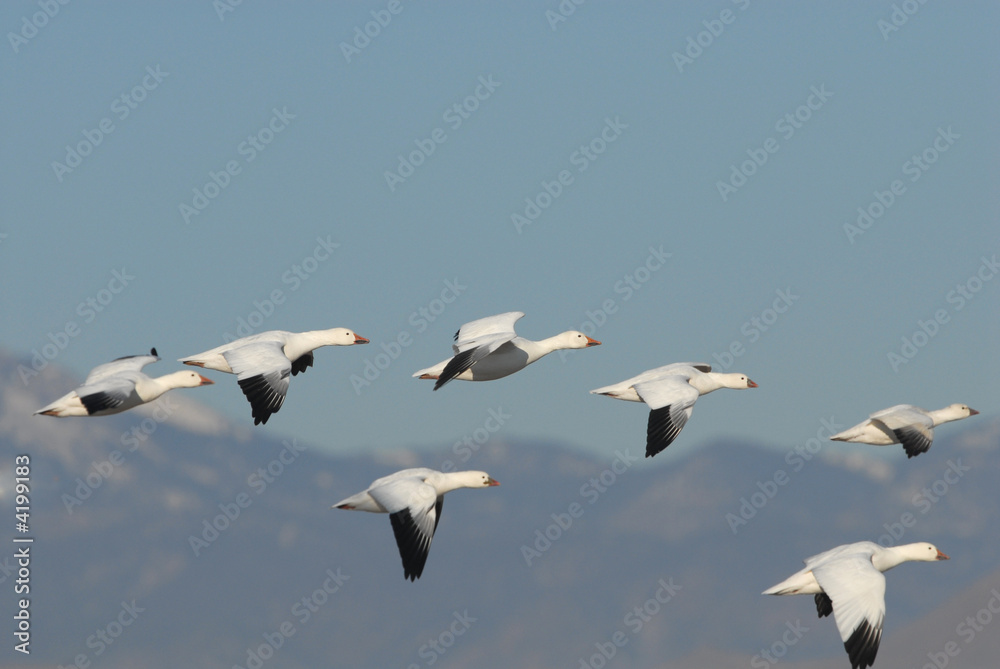 Obraz premium Snow Geese Flight