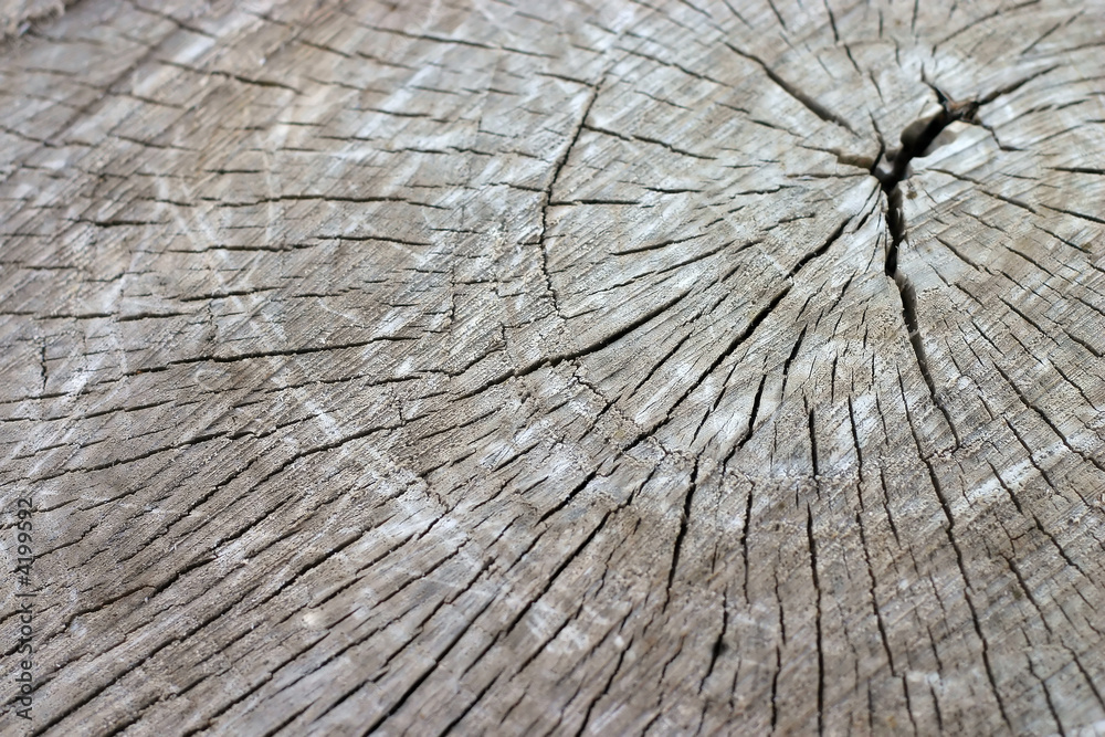 Fototapeta premium wooden texture background