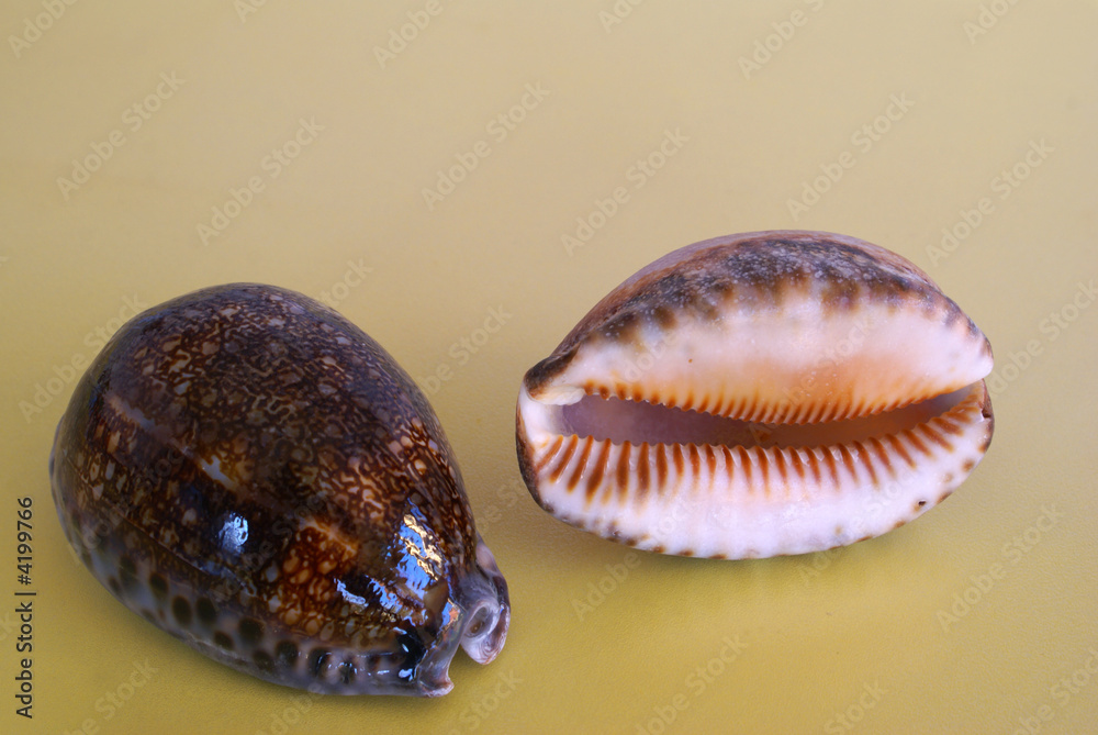 Beautiful shells from Indian Ocean, RSA