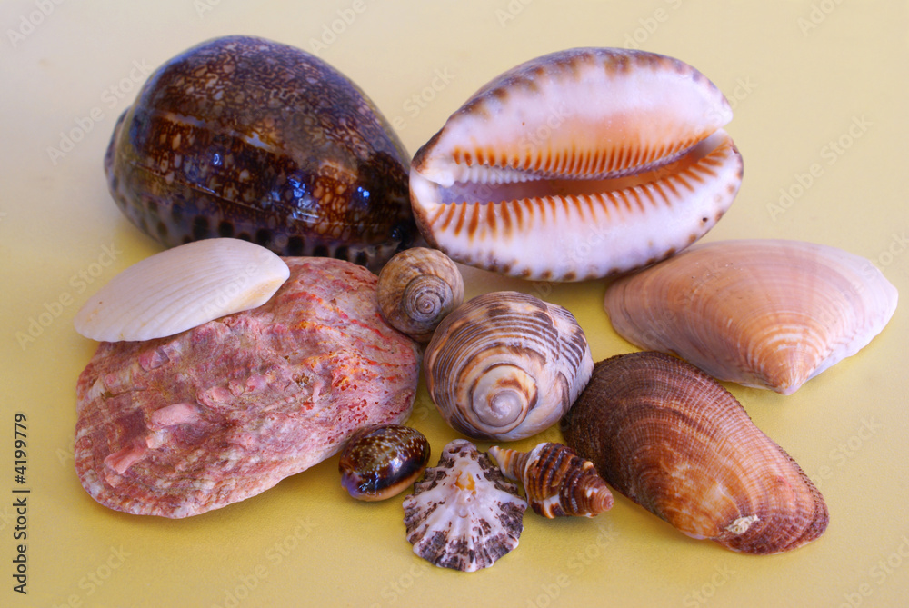 Shells from Indian Ocean, SA Shells from Indian Ocean, SA