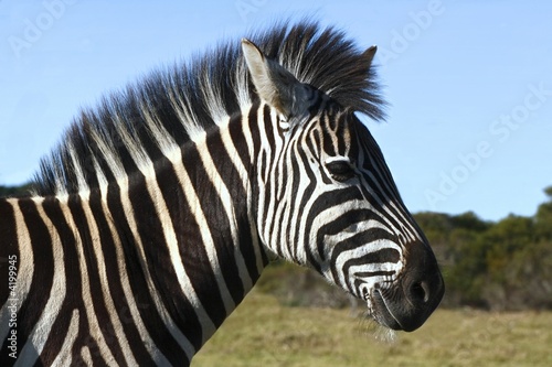 Zebra late in the afternoon