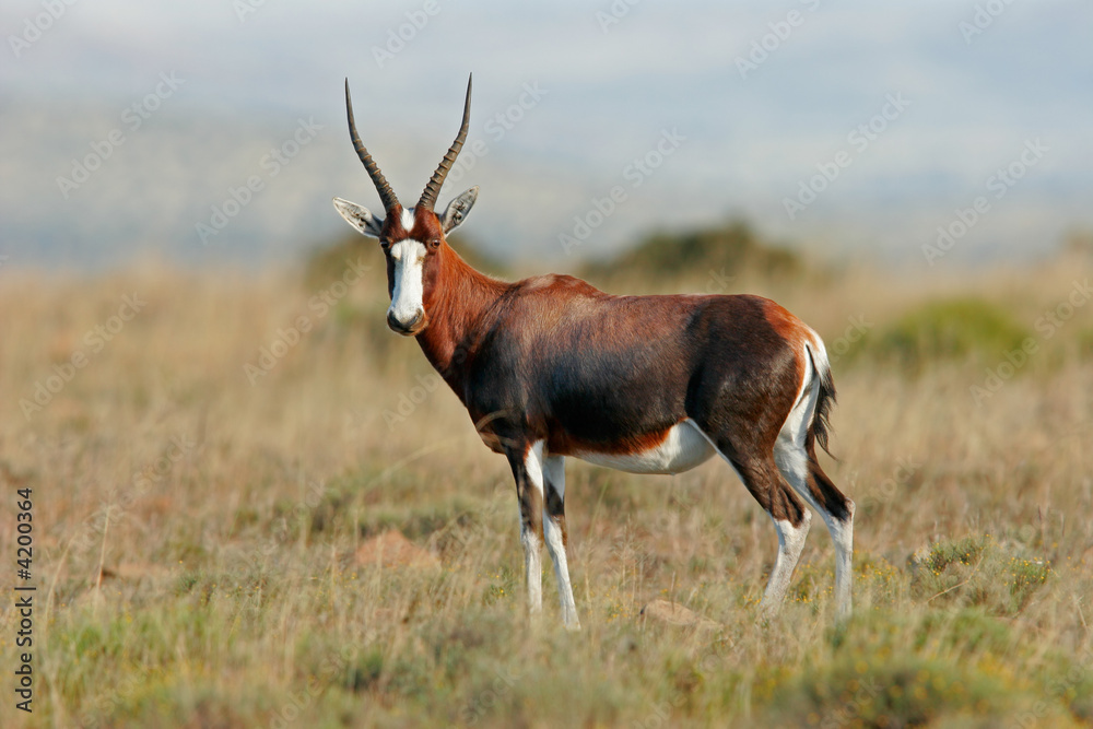 Blesbok antelope Blesbok antelope