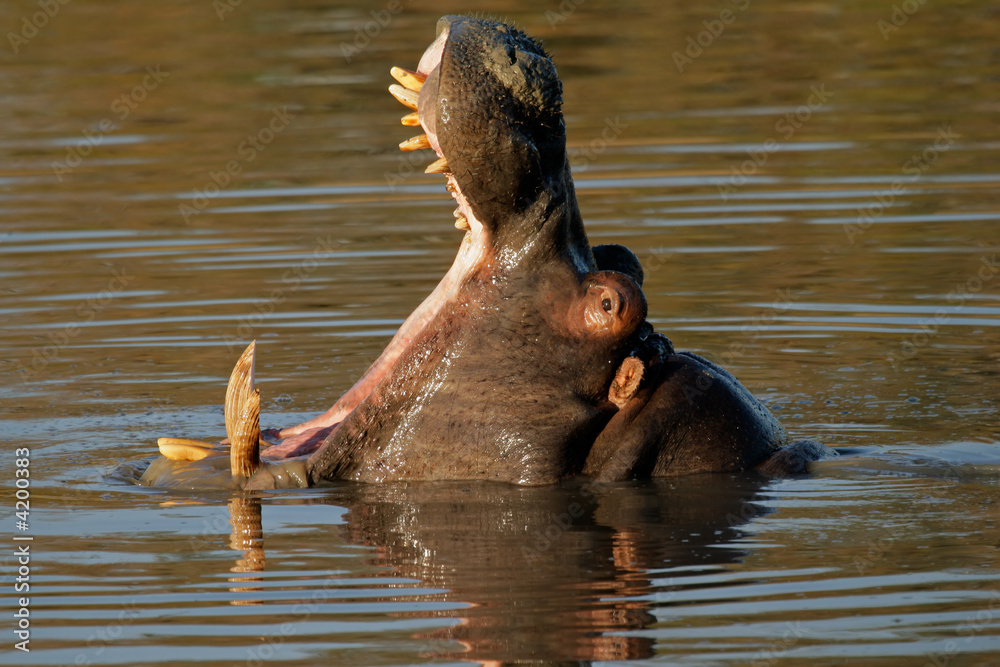 Fototapeta premium Hippopotamus yawning