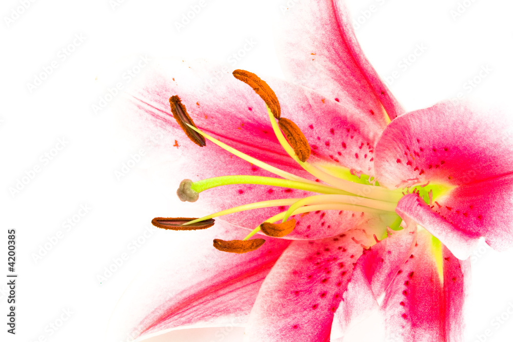 Closeup of a pink lily