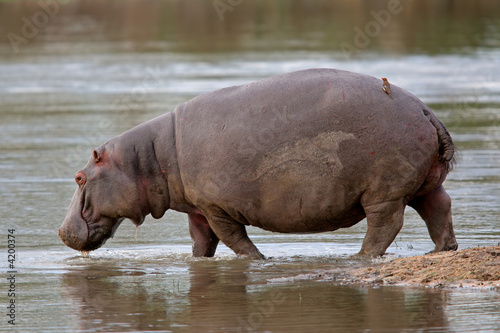 Hippopotamus (Hippopotamus amphibius) 