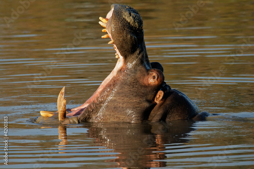 Hippopotamus yawning