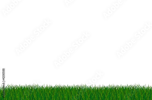 saftige grüne wiese