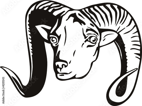 Argali mountain sheep