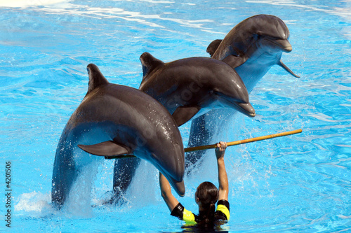 Dolphin Show