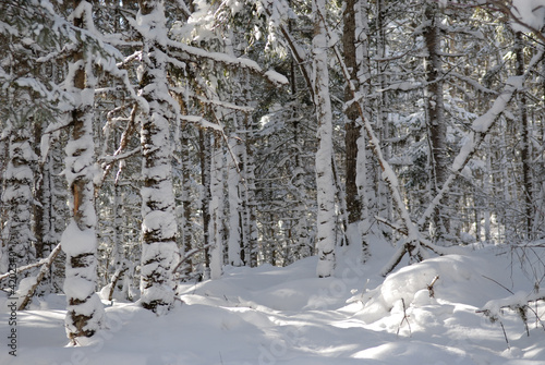 wood(timber) taiga in(to;at) snow          