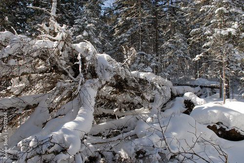 wood(timber) taiga in(to;at) snow 