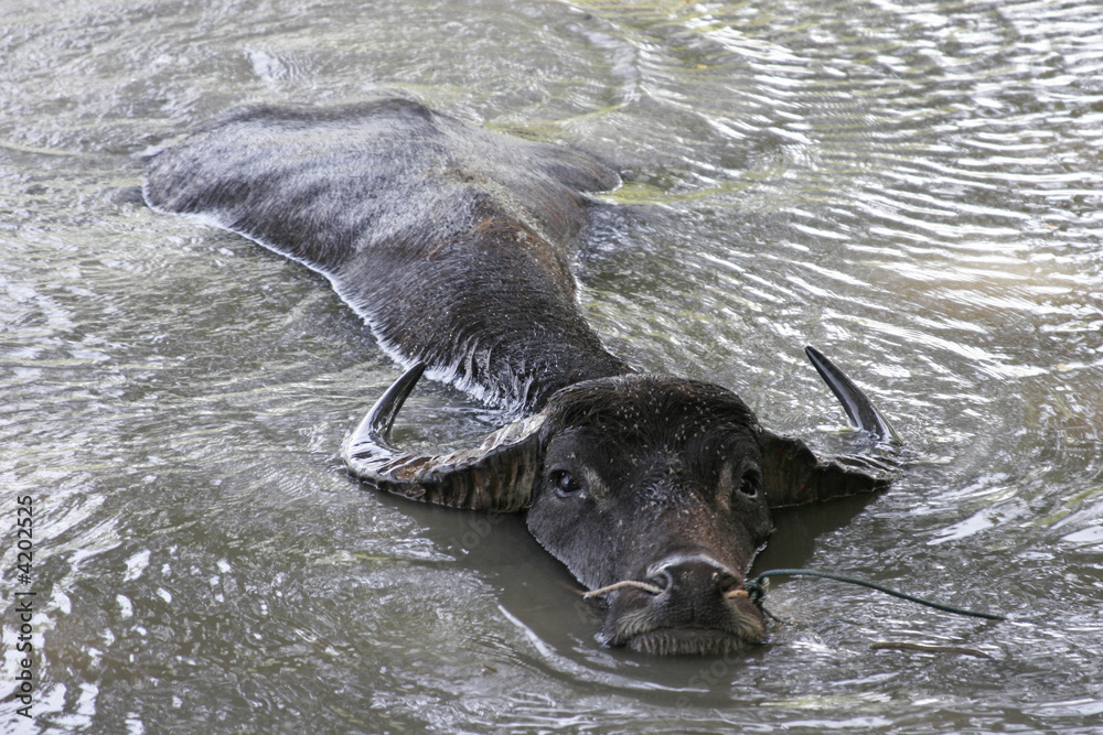 Fototapeta premium Wasserbüffel01