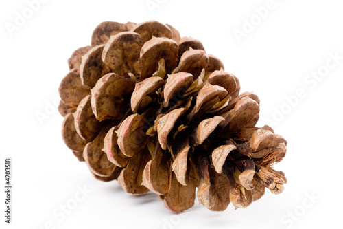 Pine Cone
