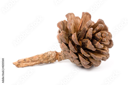 Pine Cone