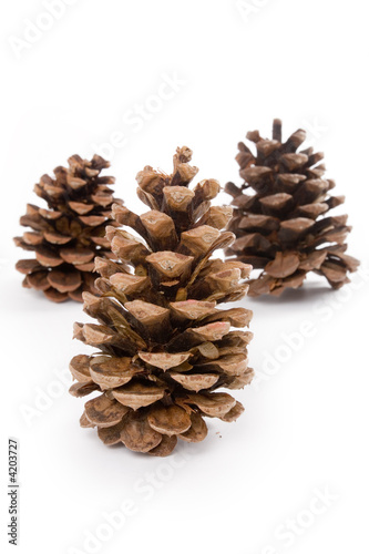 Pine Cone