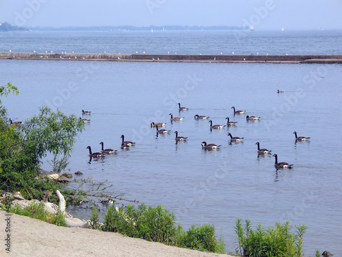 Swan Lake
