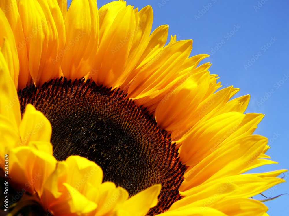 Naklejka premium yellow sunflower