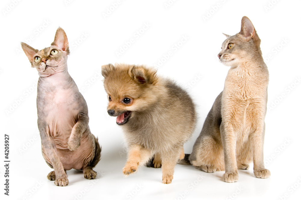 The puppy of the spitz-dog with cats in studio The puppy of the spitz-dog with cats in studio