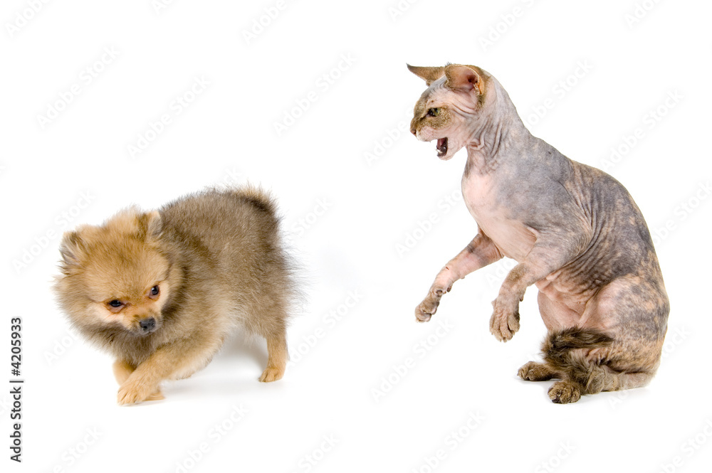 Fototapeta premium The puppy of the spitz-dog and the Canadian sphynx