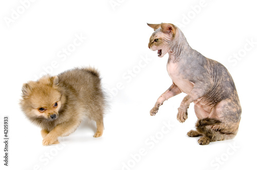 The puppy of the spitz-dog and the Canadian sphynx