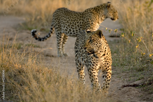 Two leopards walking together