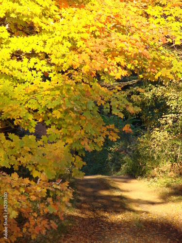 Autumn Country Road