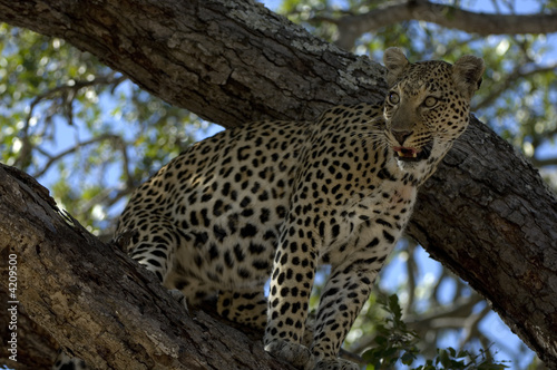Lone Cheetah sitting in tree 