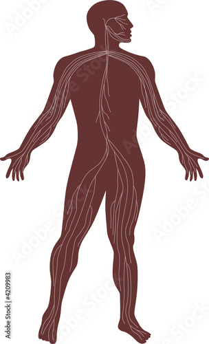 Human anatomy showing the nervous system