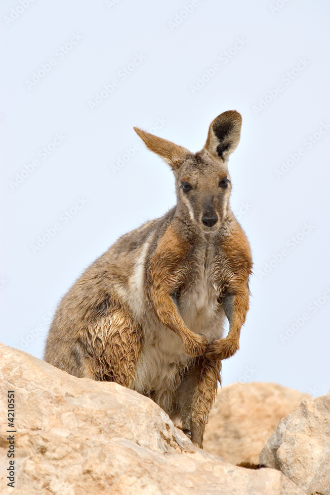 yellow footed rock wallaby