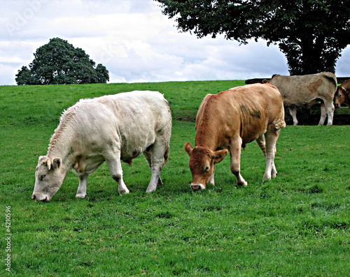 Irish Cattle