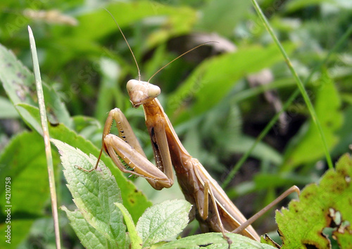 фотографія Carolina Mantis