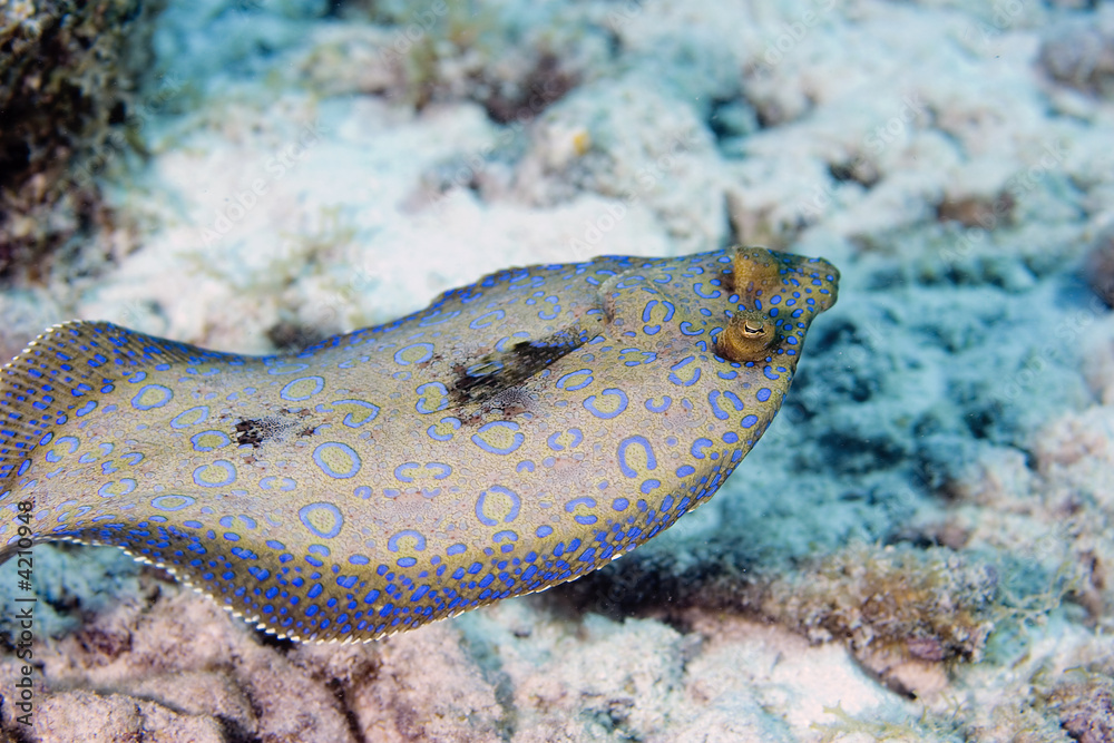 Obraz premium Peacock Flounder