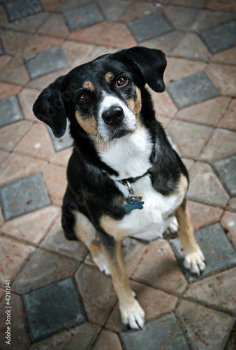 Cute Pooch Looking Up