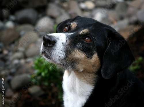 Shepherd Profile