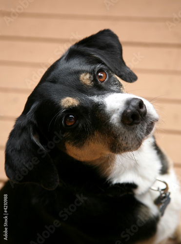 Dog Portrait