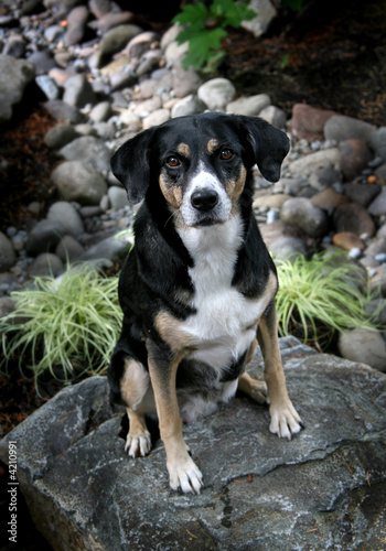 Portrait of a Cute Dog