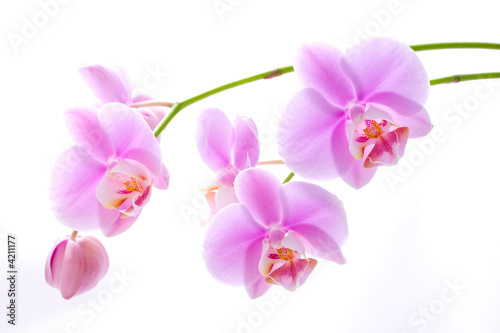 Orchid flowers on white