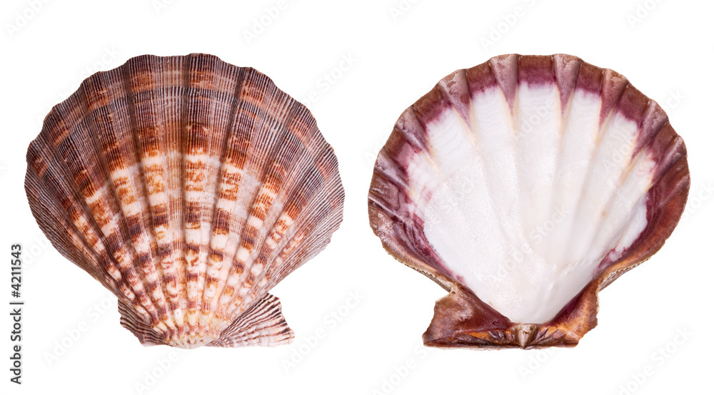 Obraz premium Scallop shell