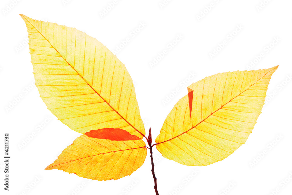 Autumn leaf Autumn leaf