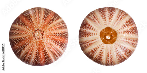 English Sea Urchin