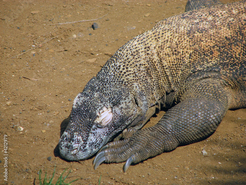 Sleeping Komodo Dragon
