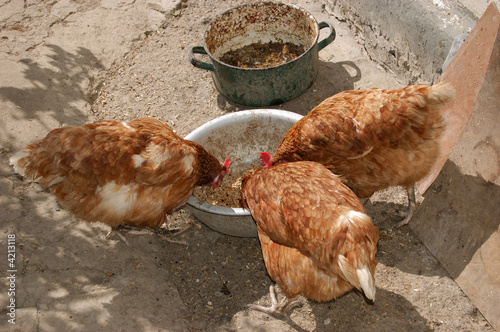 red hens having meal