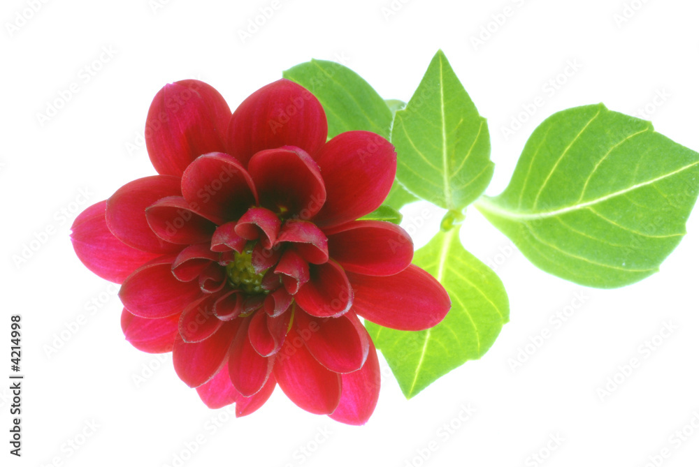 red flowers on white background red flowers on white background